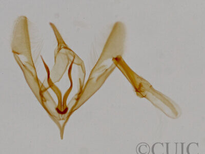 genitalia view of adult Tripudia luxuriosa