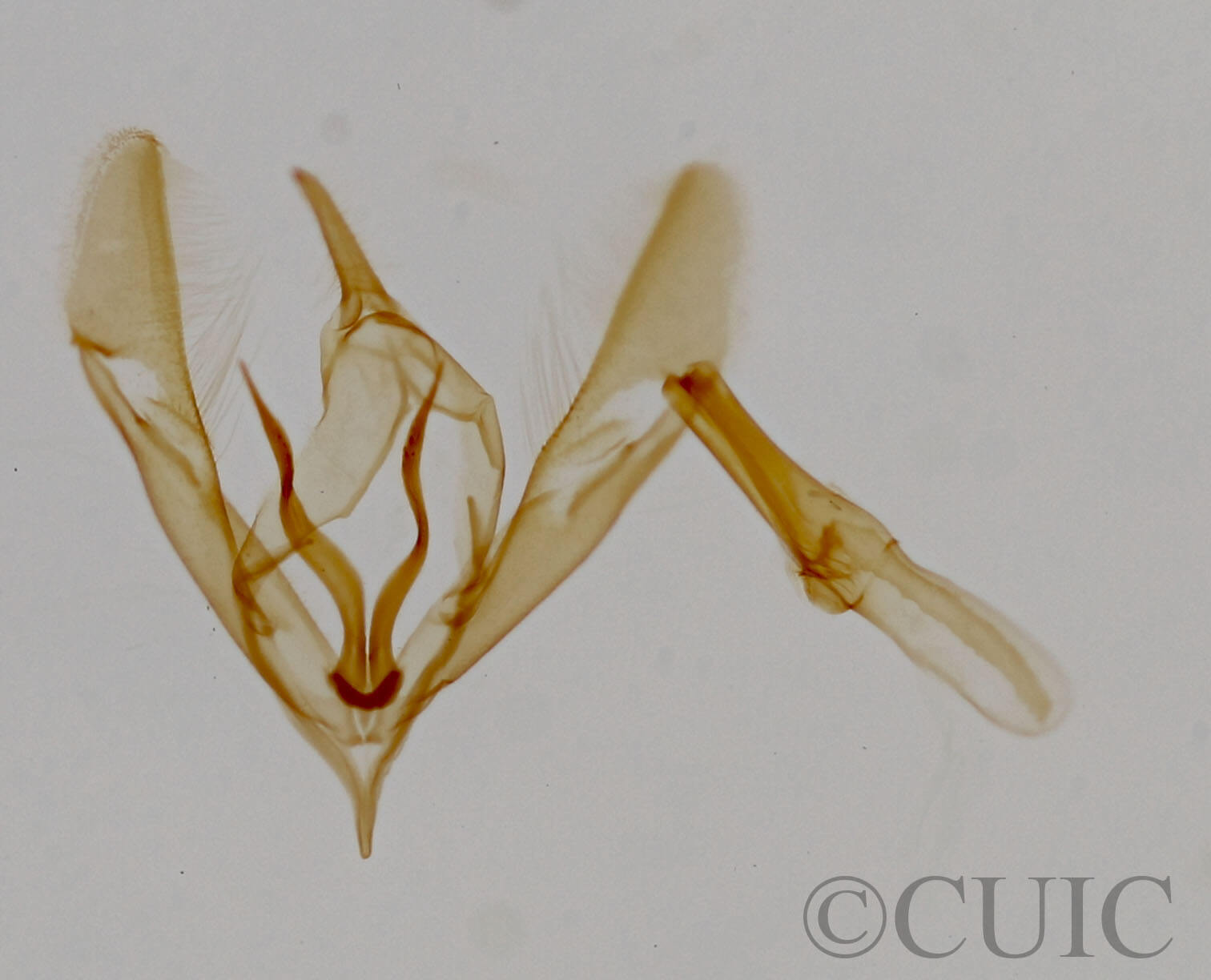 genitalia view of adult Tripudia luxuriosa