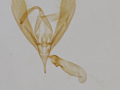 genitalia view of adult Cobubatha dividua