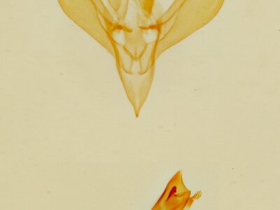 genitalia view of adult Cobubatha lixiva