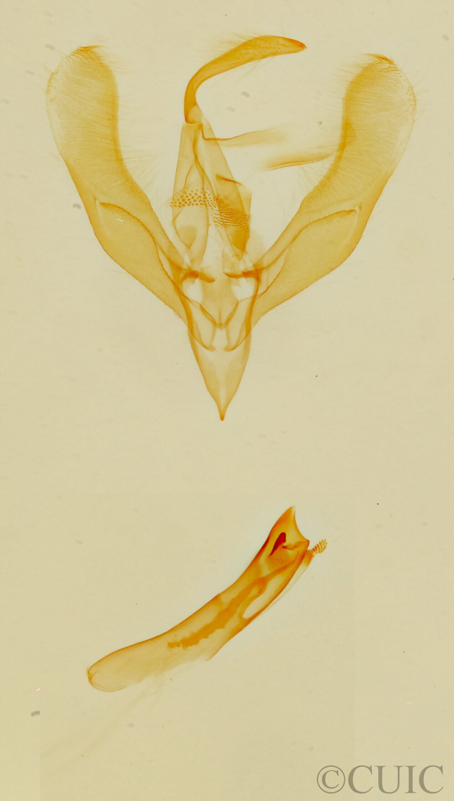 genitalia view of adult Cobubatha lixiva