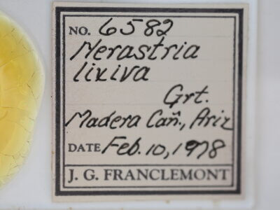 slide view of adult Cobubatha lixiva