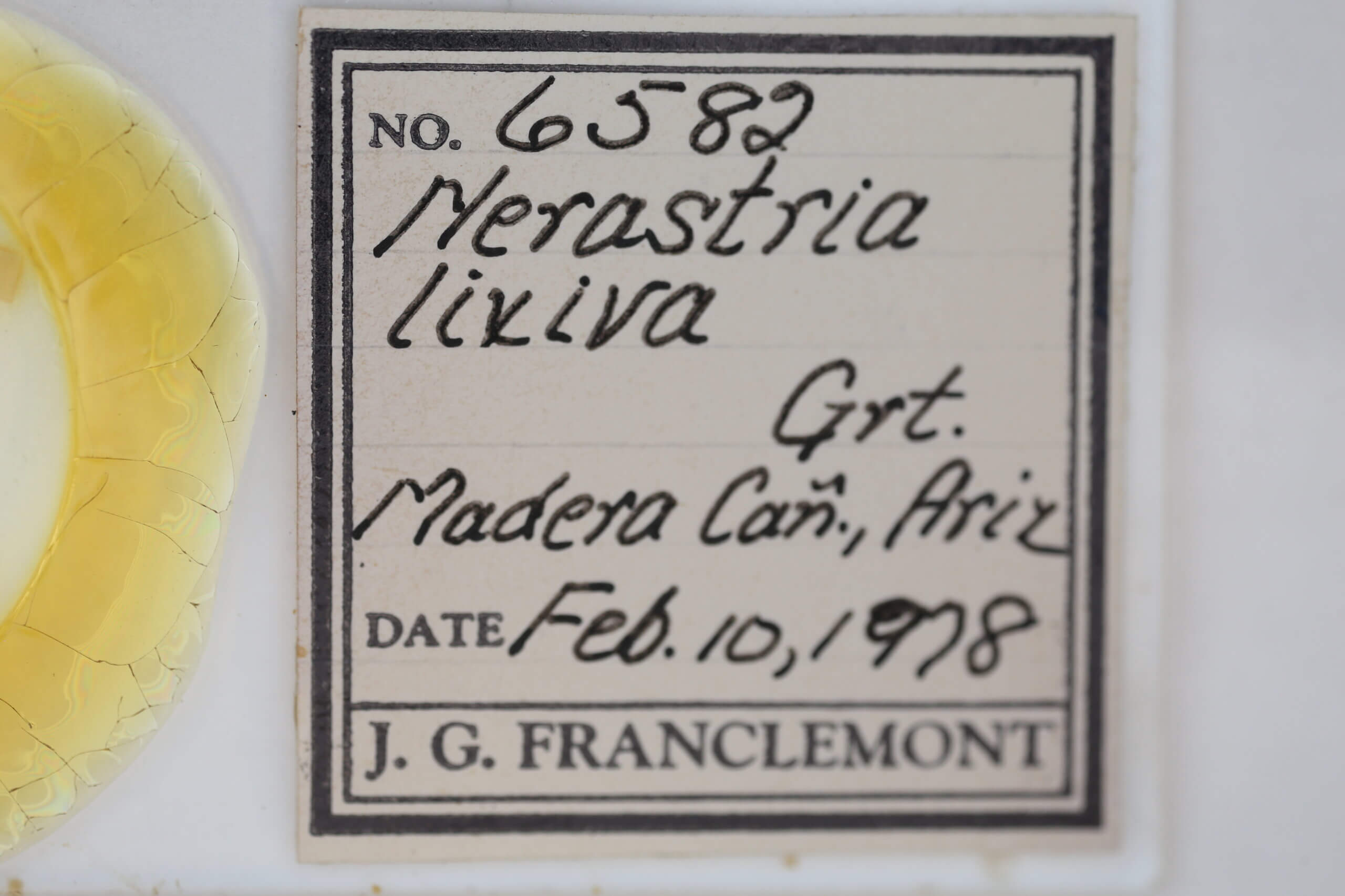 slide view of adult Cobubatha lixiva