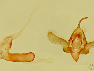 genitalia view of adult Tristyla alboplagiata