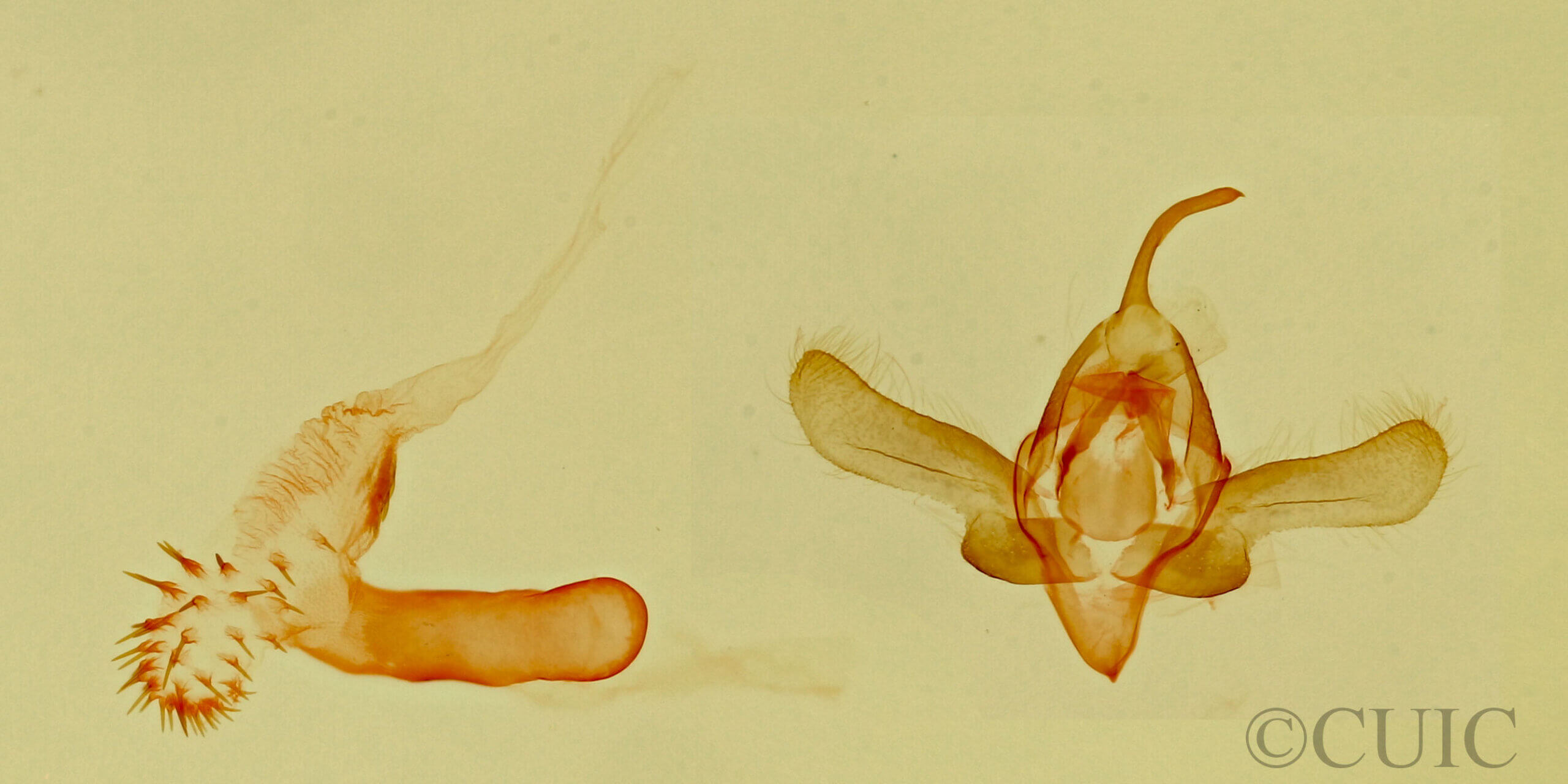 genitalia view of adult Tristyla alboplagiata