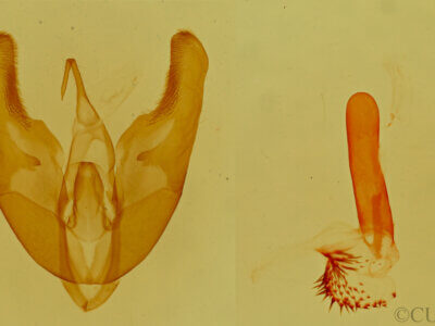 genitalia view of adult Podagra crassipes