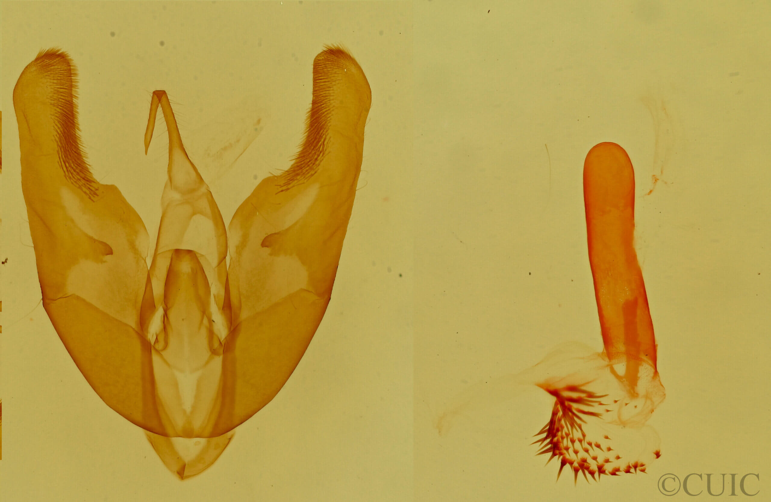 genitalia view of adult Podagra crassipes