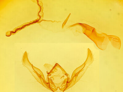 genitalia view of adult Anicla sp.