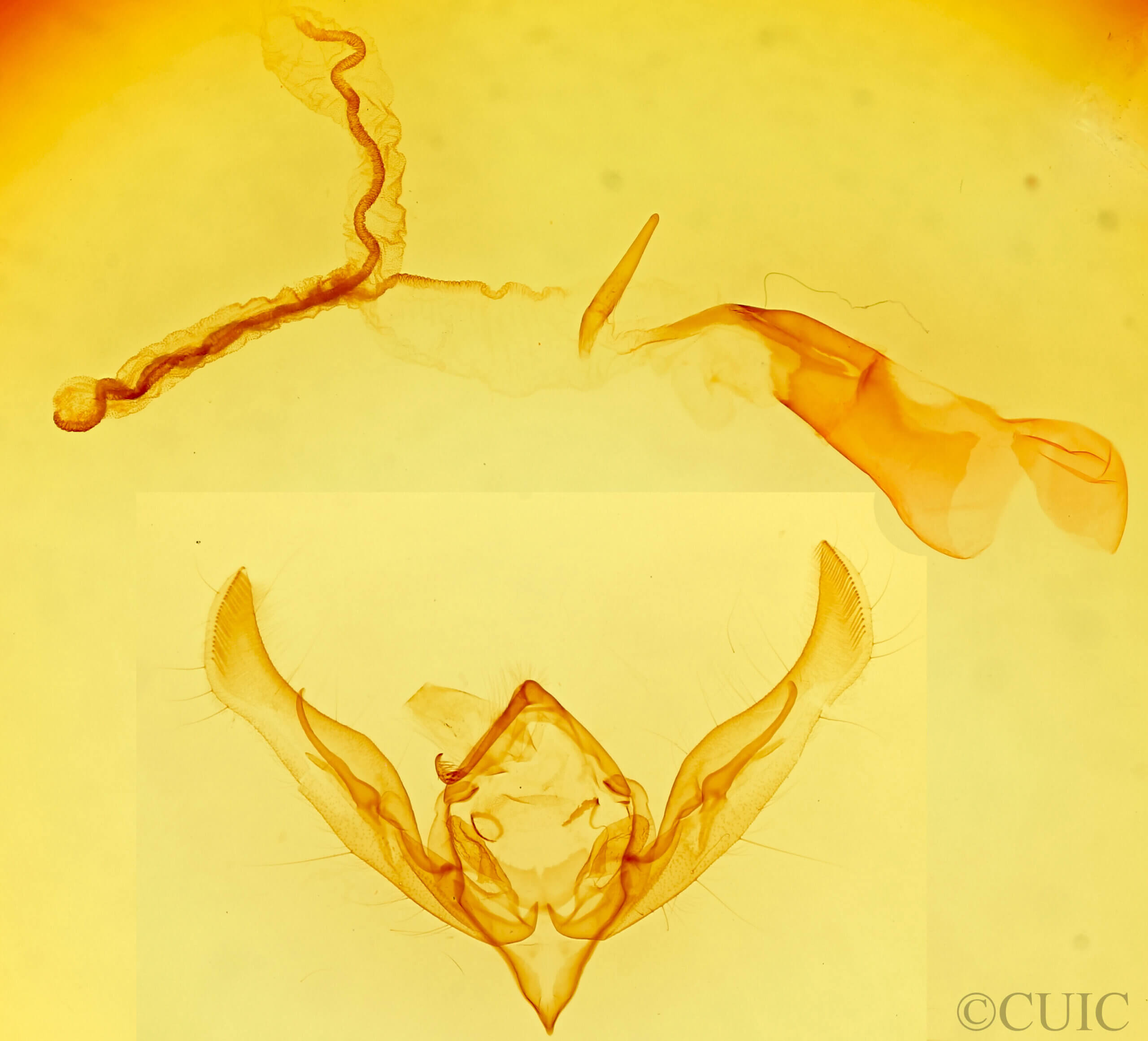 genitalia view of adult Anicla sp.