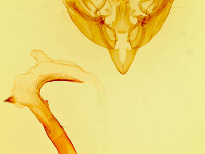 genitalia view of adult Hydraecia obliqua