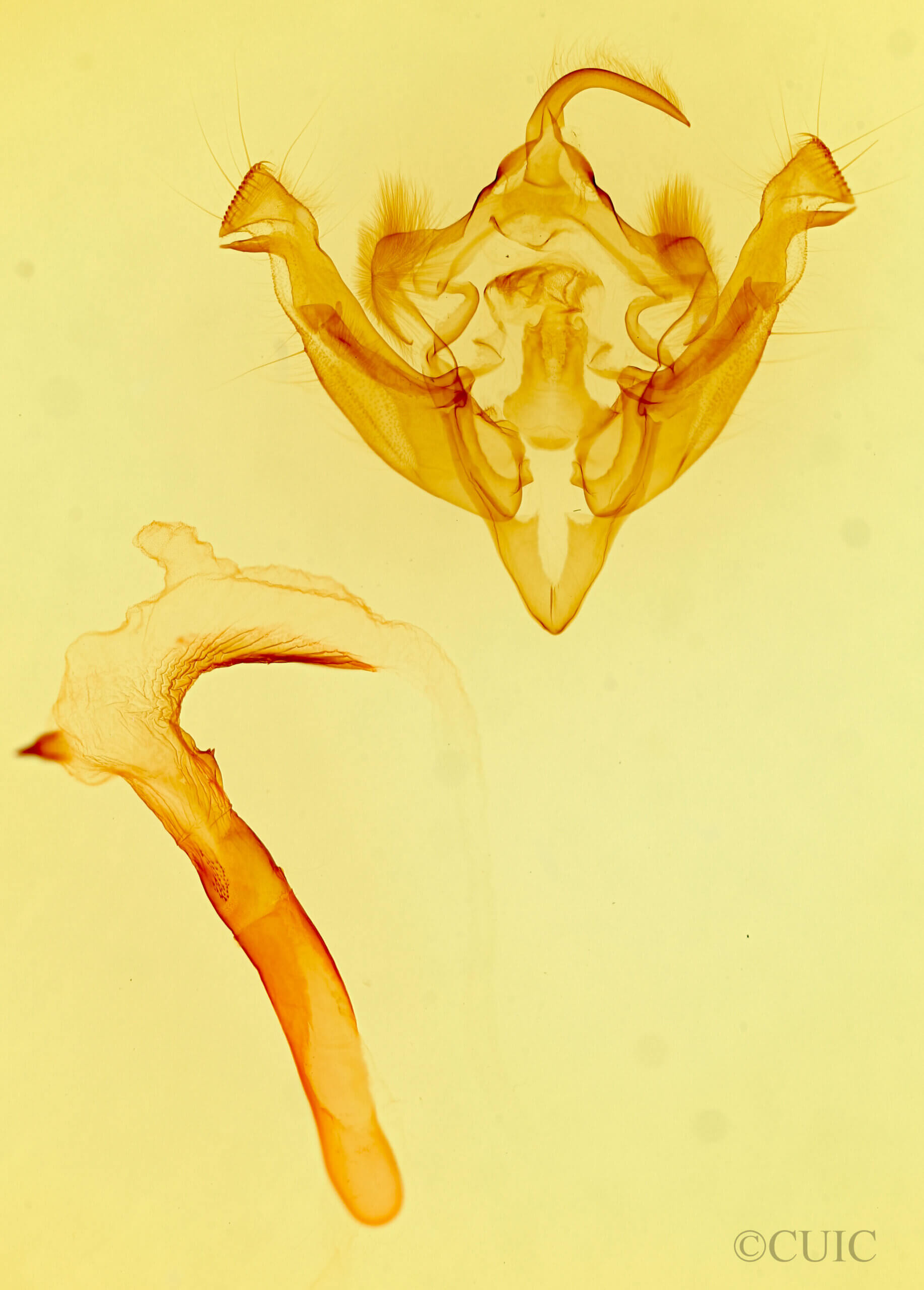 genitalia view of adult Hydraecia obliqua