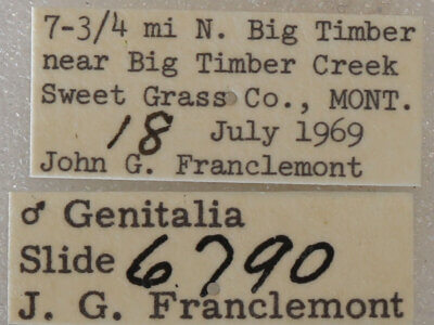 label view of adult Setagrotis pallidicollis