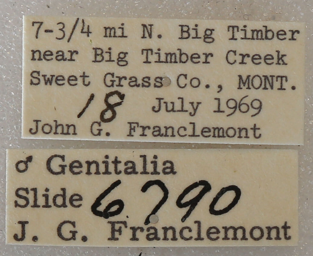 label view of adult Setagrotis pallidicollis