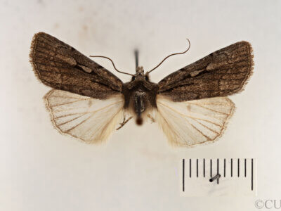 dorsal view of adult Setagrotis pallidicollis