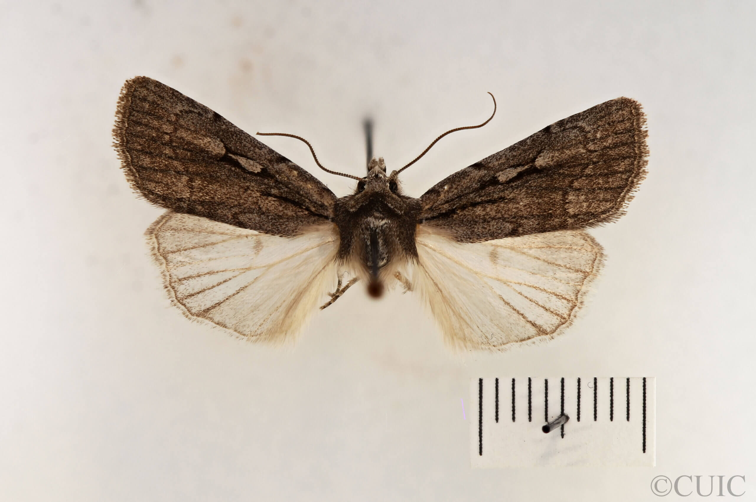 dorsal view of adult Setagrotis pallidicollis