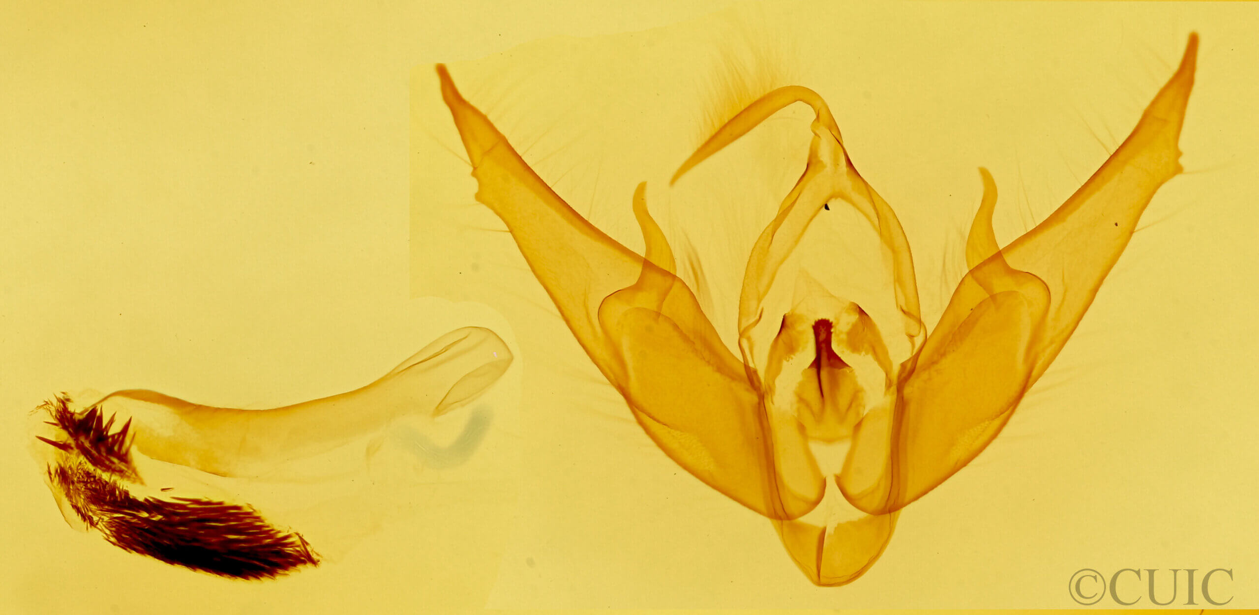 genitalia view of adult Setagrotis pallidicollis