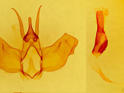 genitalia view of adult Lichya n. gen. svidberti?