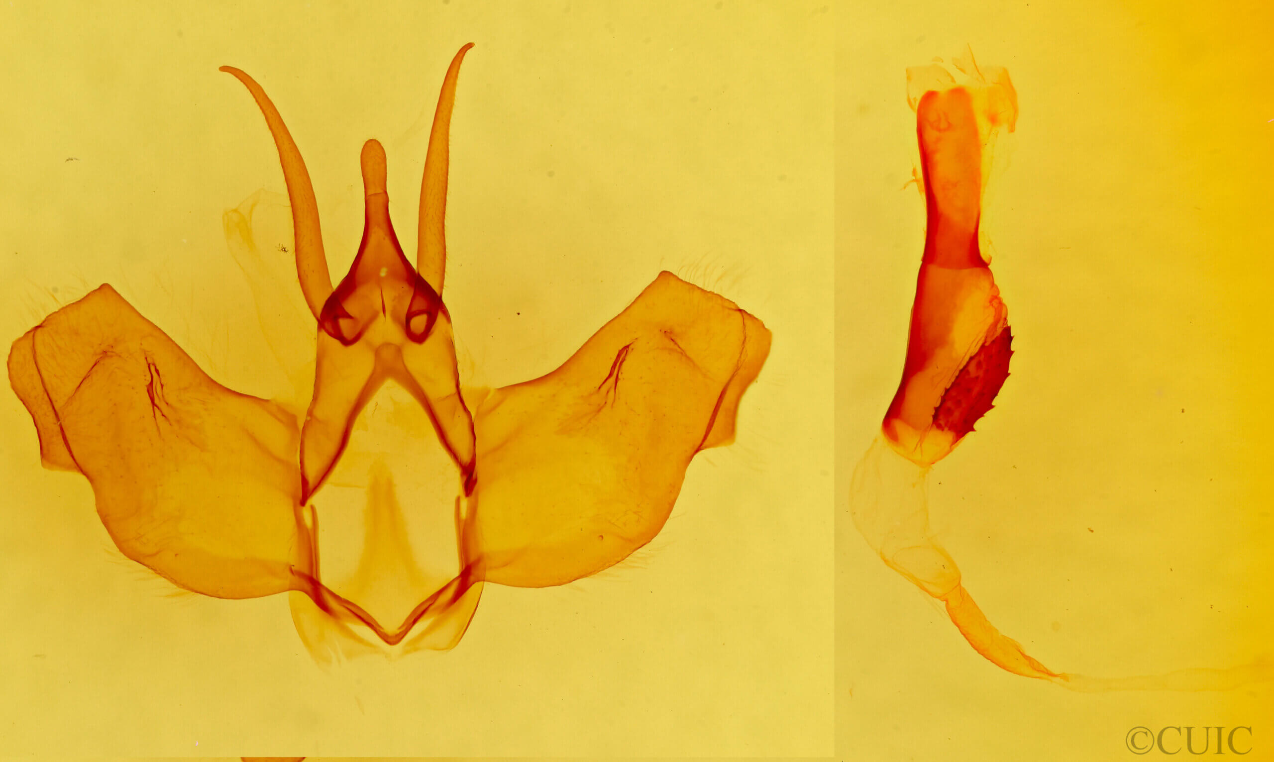 genitalia view of adult Lichya n. gen. svidberti?