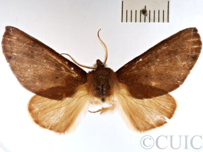 dorsal view of adult Lichya n. gen. svidberti?