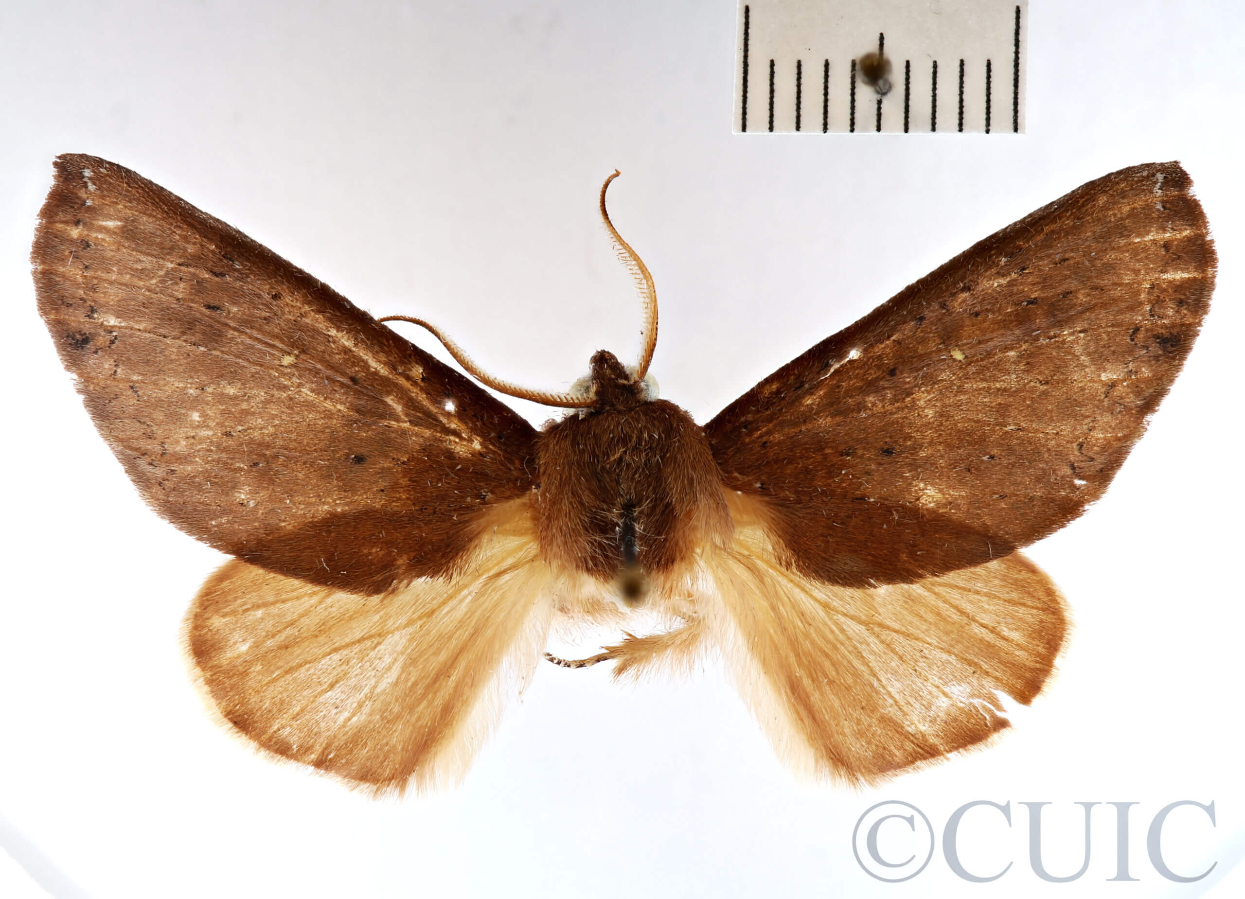 dorsal view of adult Lichya n. gen. svidberti?