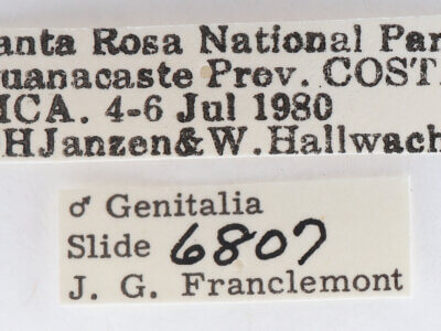 label view of adult Lichya n. gen. svidberti?