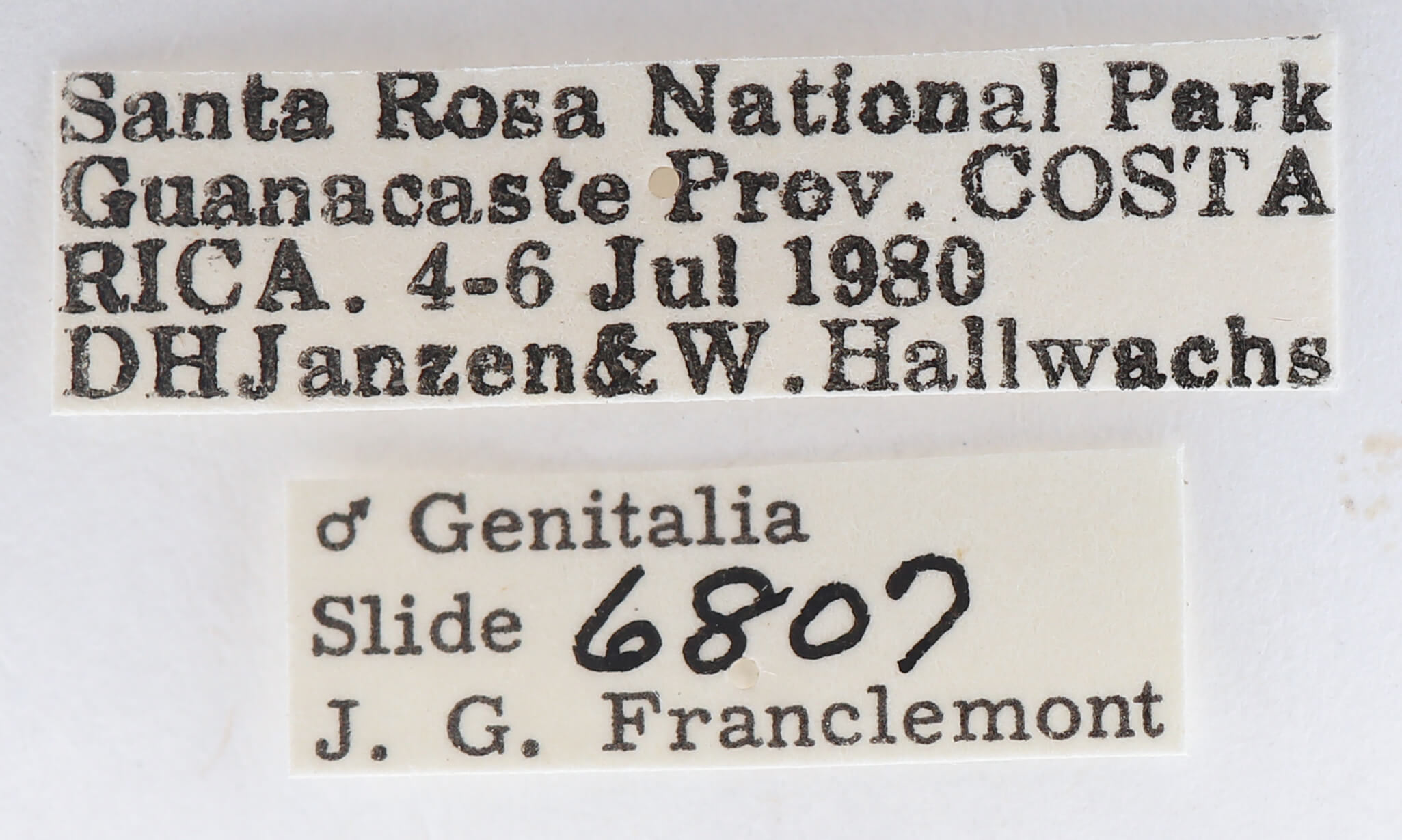 label view of adult Lichya n. gen. svidberti?