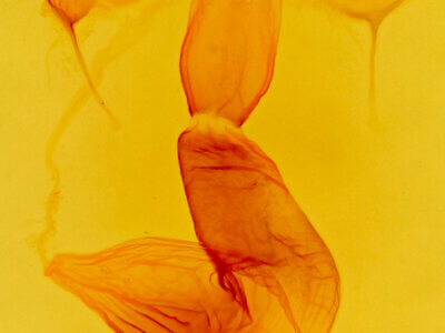 genitalia view of adult Spodoptera frugiperda