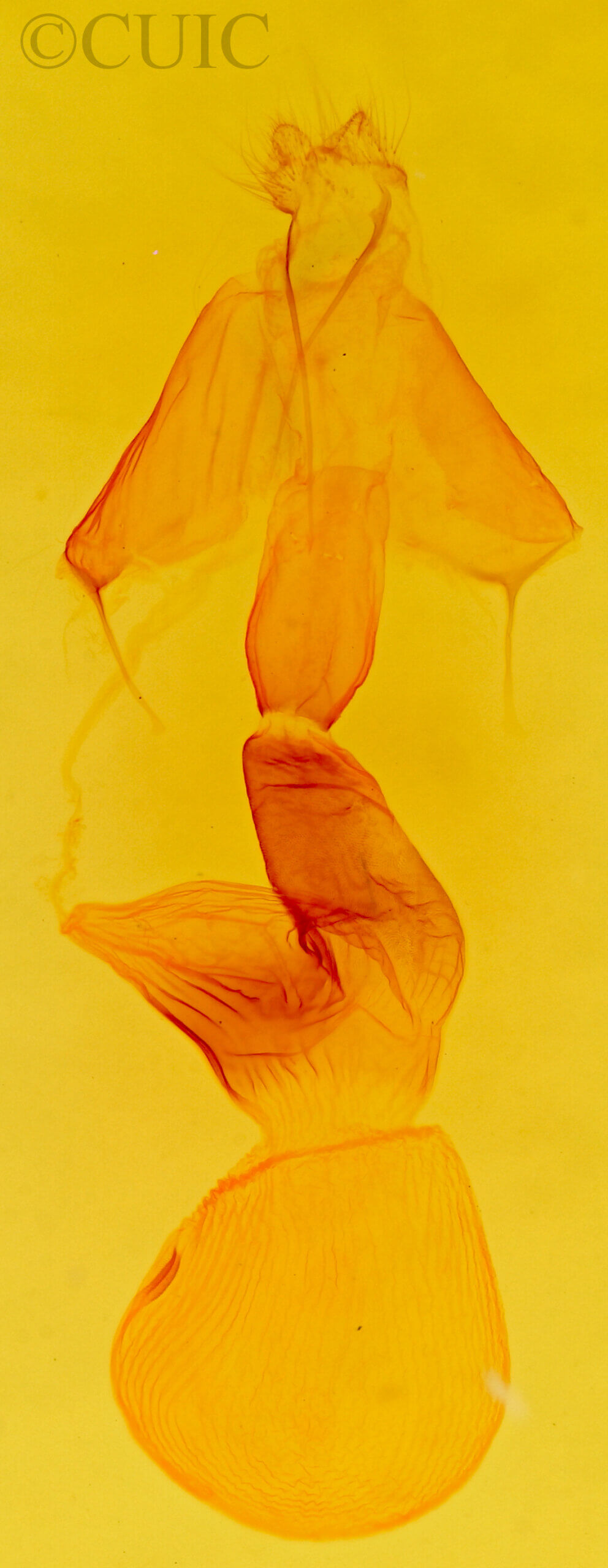 genitalia view of adult Spodoptera frugiperda