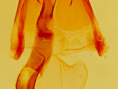 genitalia view of adult Homorthodes sp.