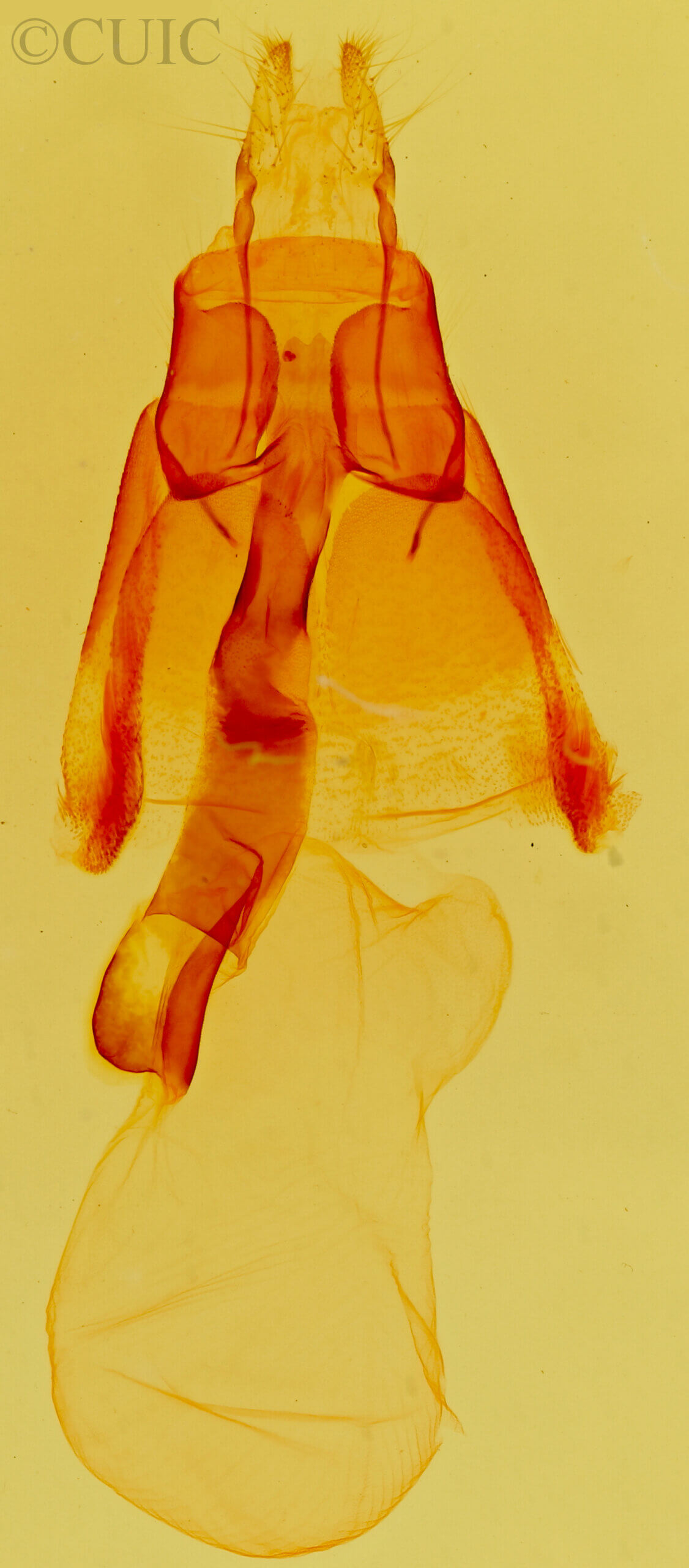 genitalia view of adult Homorthodes sp.