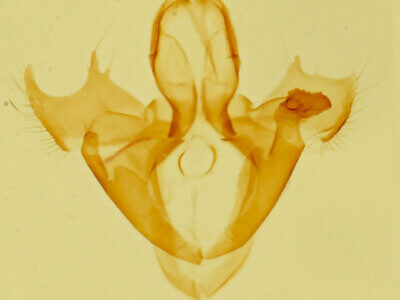 genitalia view of adult Focillidia sp.