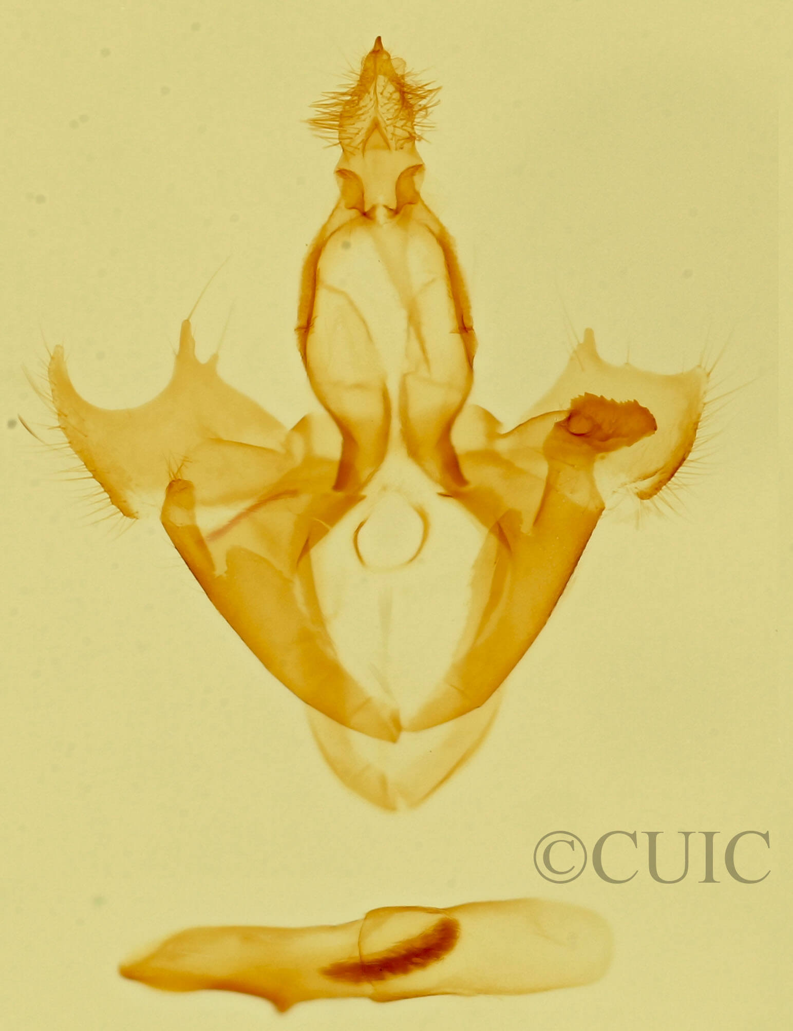 genitalia view of adult Focillidia sp.