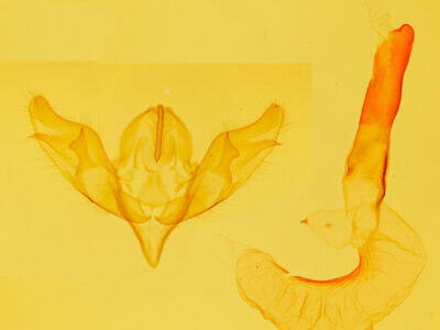 genitalia view of adult Lycophotia? cofrensis