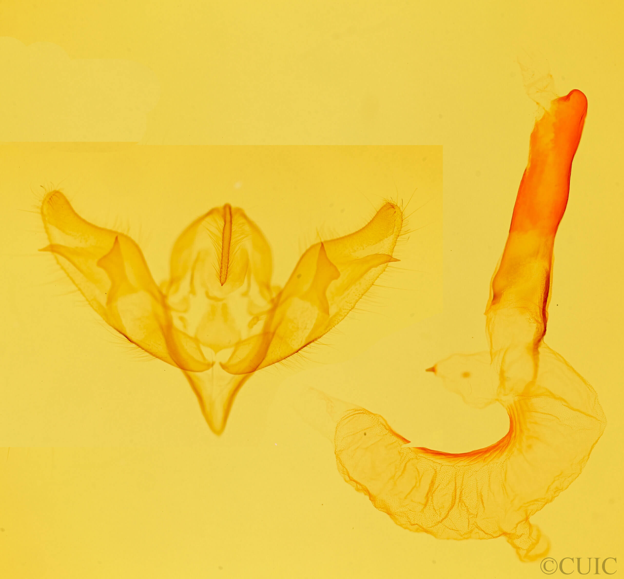 genitalia view of adult Lycophotia? cofrensis