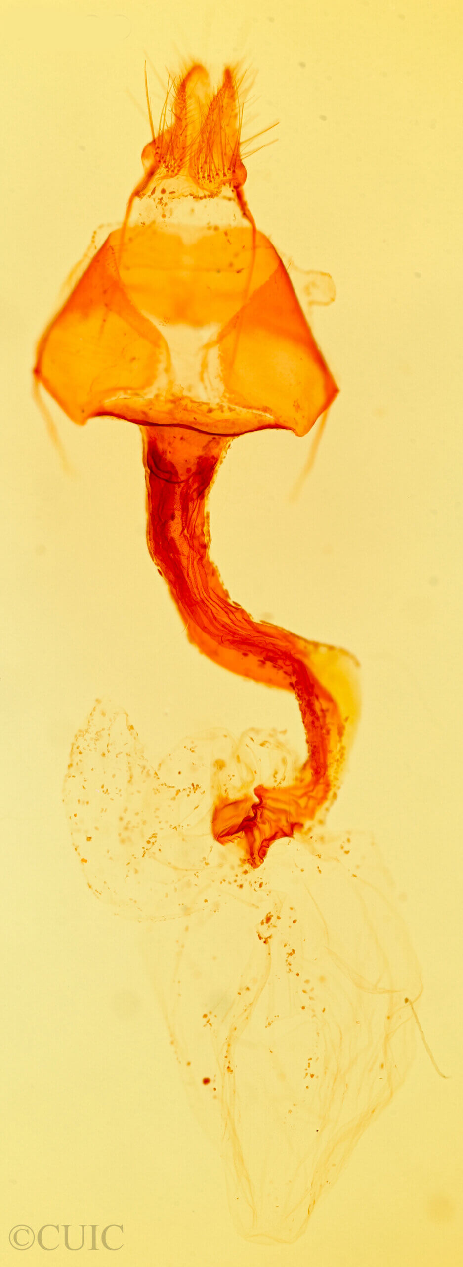 genitalia view of adult Labninatis n. gen. ditissima