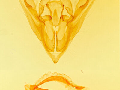 genitalia view of adult Hydroeciodes?