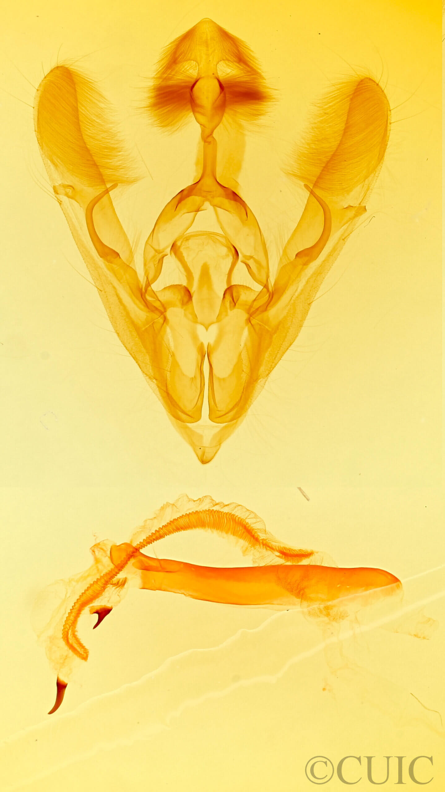 genitalia view of adult Hydroeciodes?