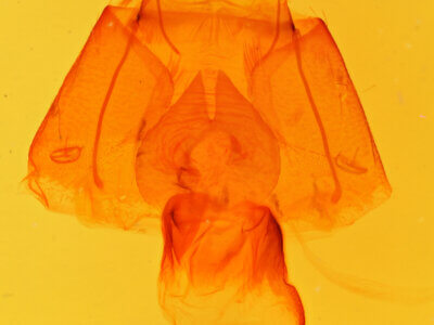 genitalia view of adult Zale peruncta