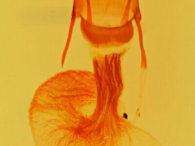 genitalia view of adult Oligia bridghami