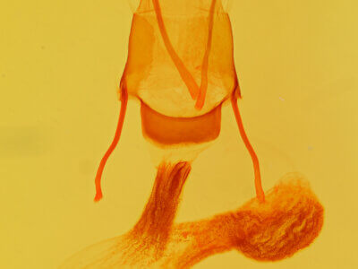 genitalia view of adult Oligia violacea