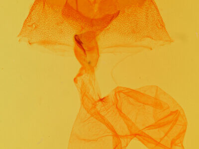 genitalia view of adult Viridiseptis marina