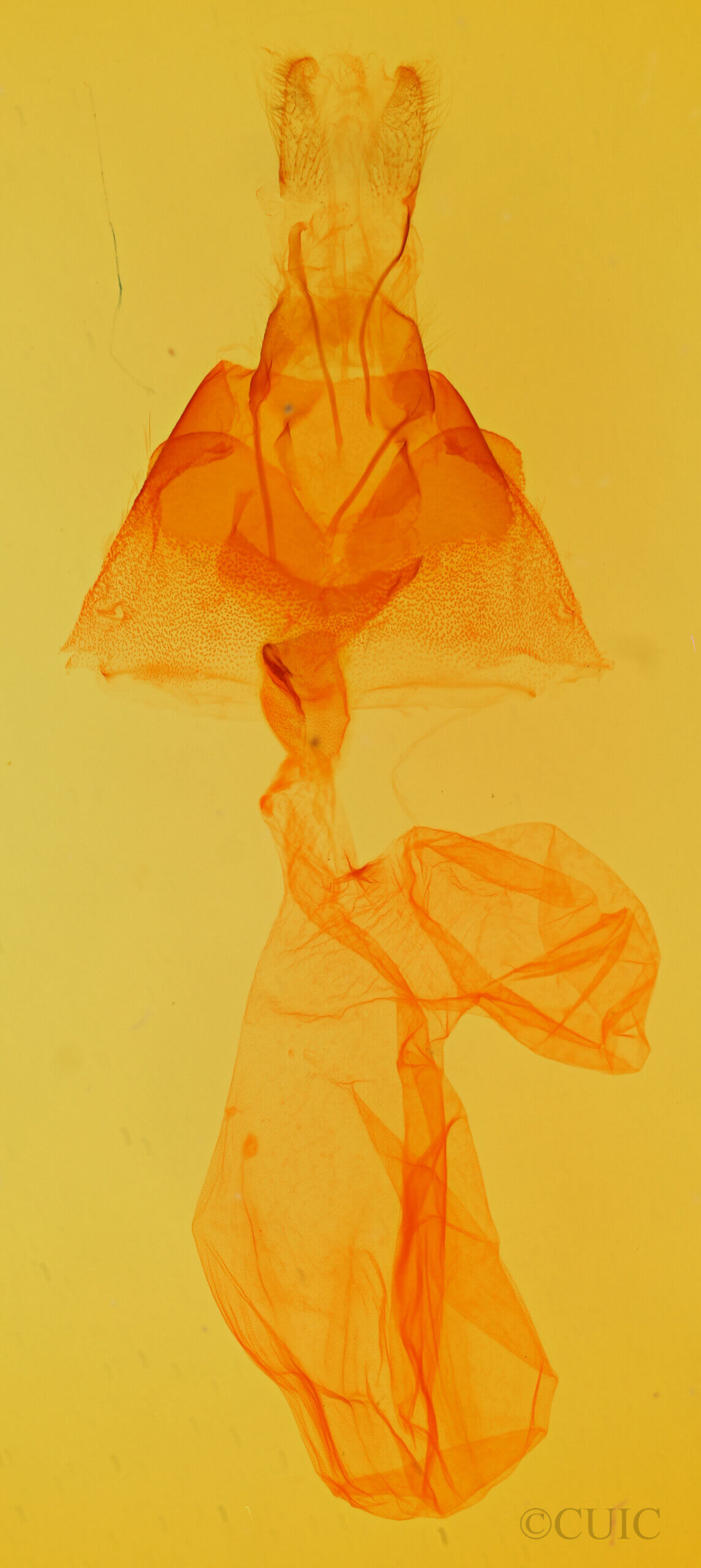 genitalia view of adult Viridiseptis marina