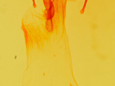 genitalia view of adult Lemmeria digitalis