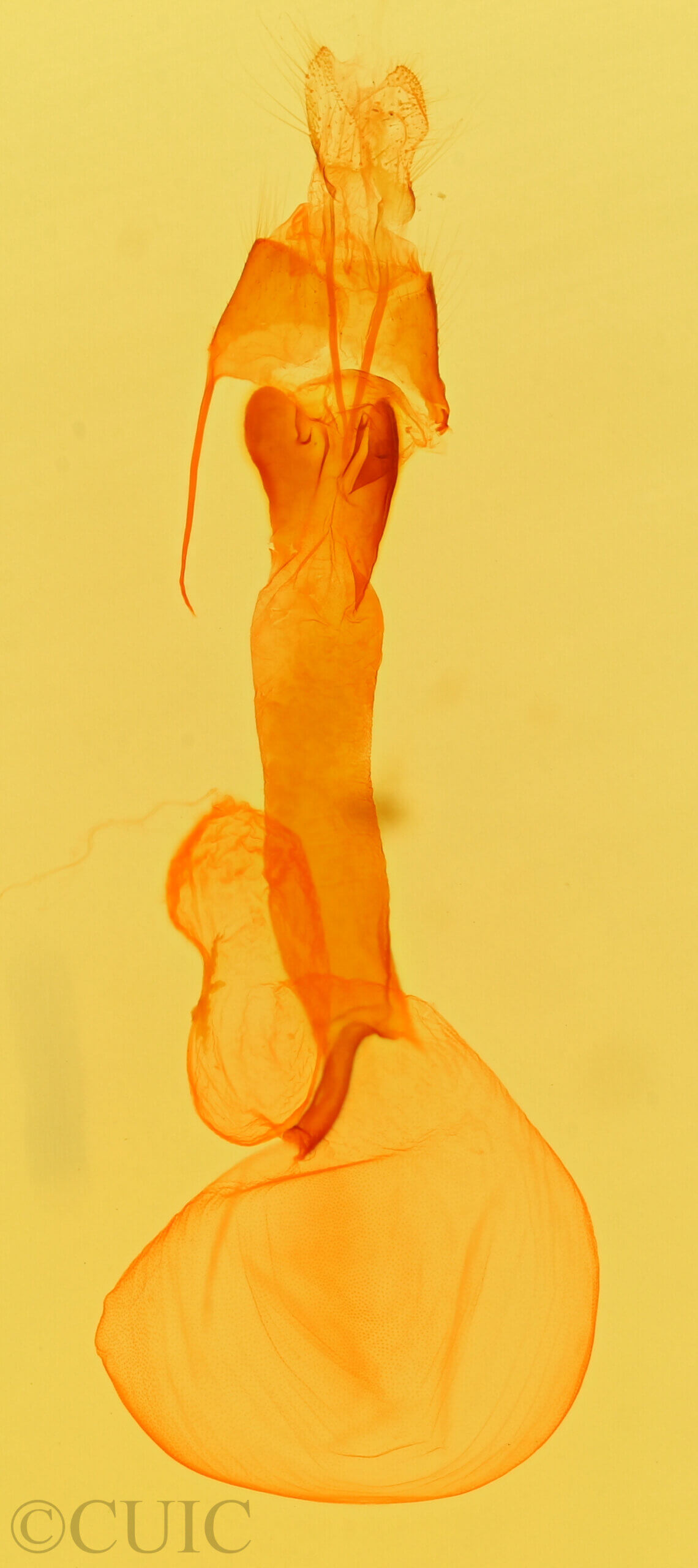 genitalia view of adult Lacinipolia tricornuta
