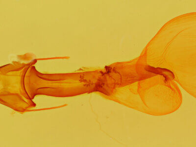 genitalia view of adult Lacinipolia laudabilis