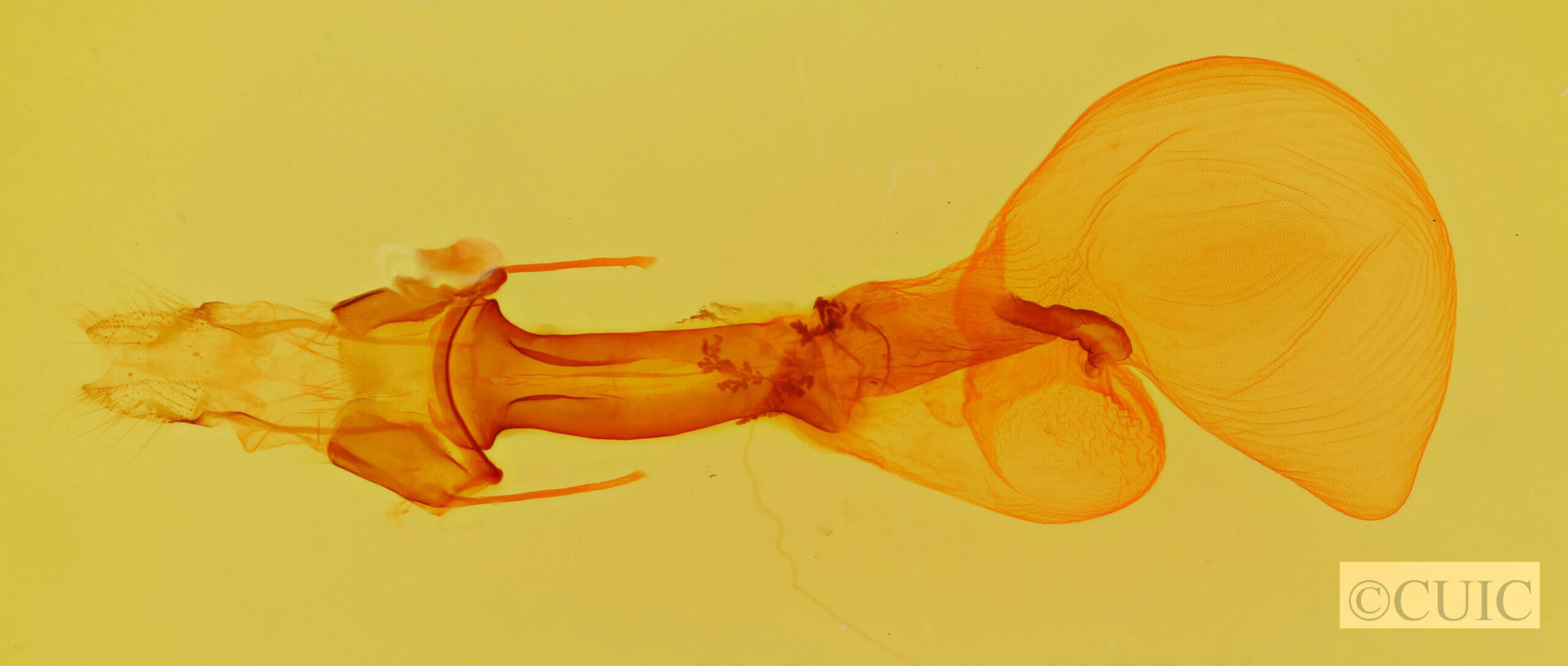 genitalia view of adult Lacinipolia laudabilis