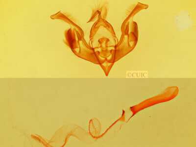 genitalia view of adult Lacinipolia implicata