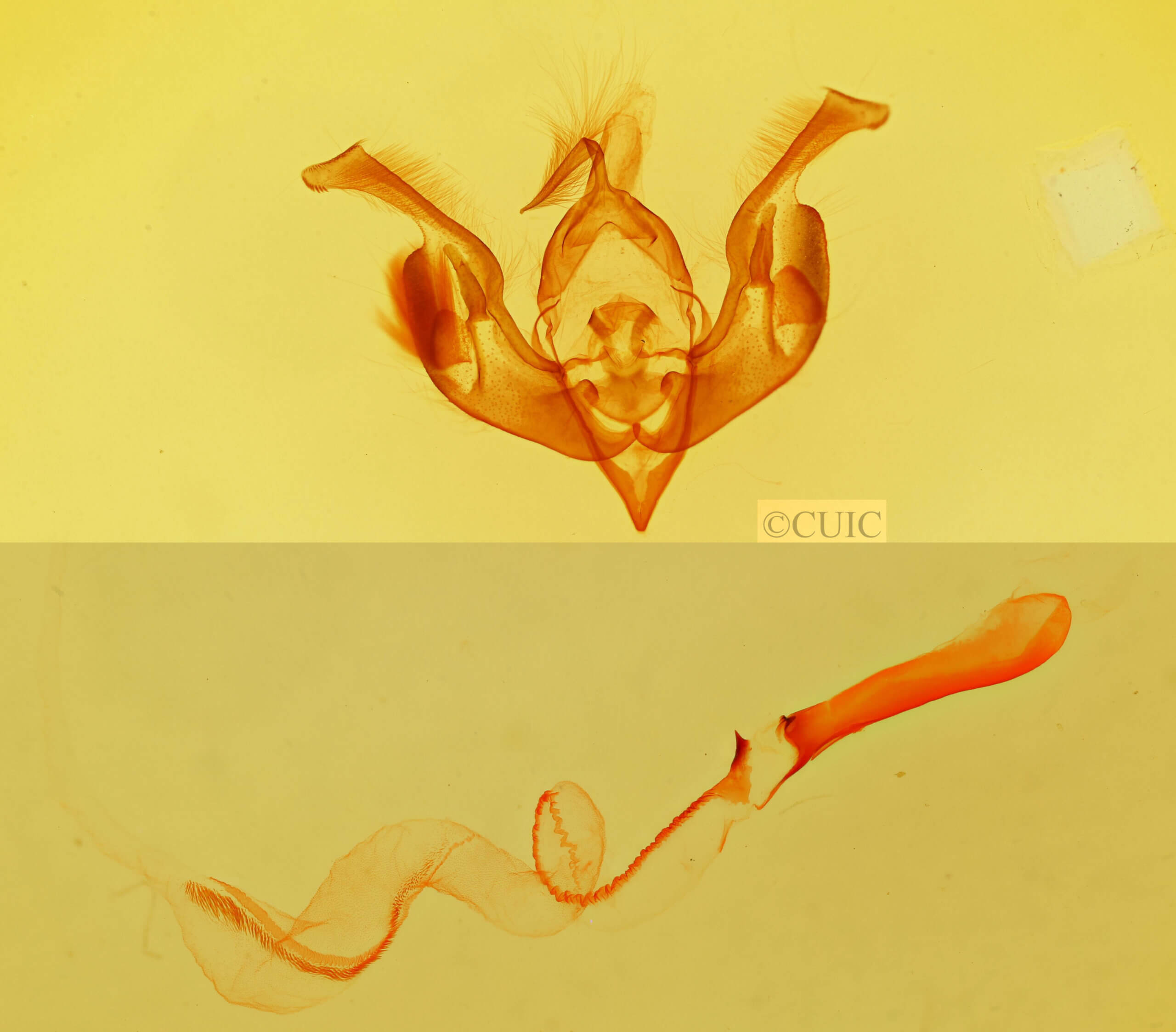 genitalia view of adult Lacinipolia implicata