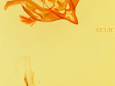 genitalia view of adult Lacinipolia explicata