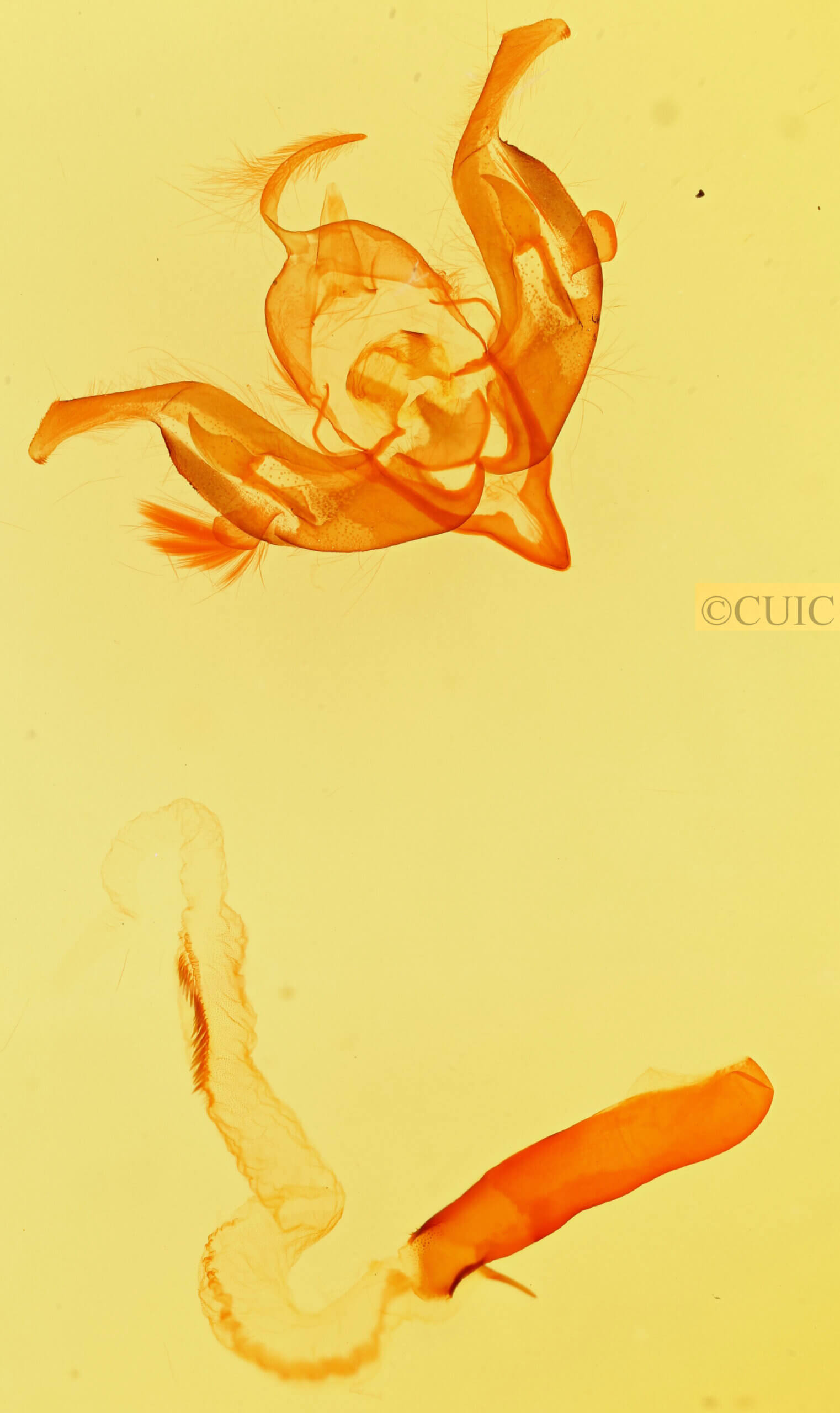 genitalia view of adult Lacinipolia explicata